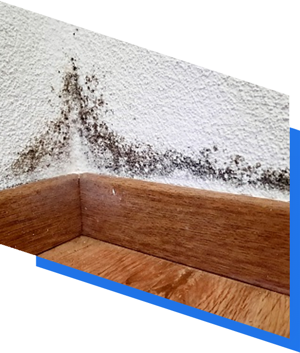 damp proofing specialists