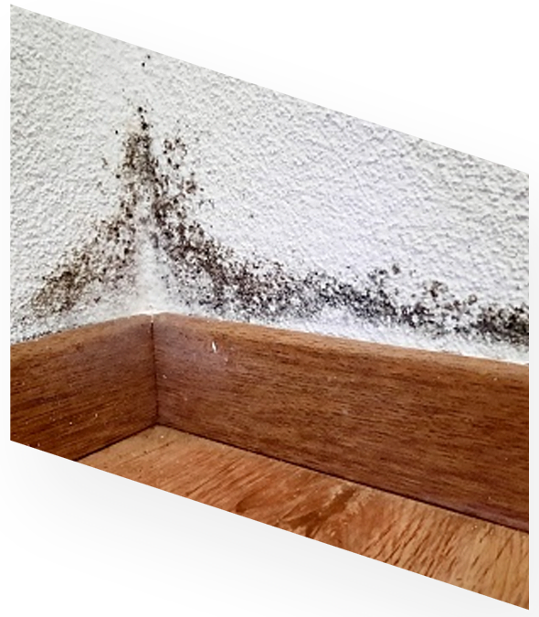 about-anke-damp-anke