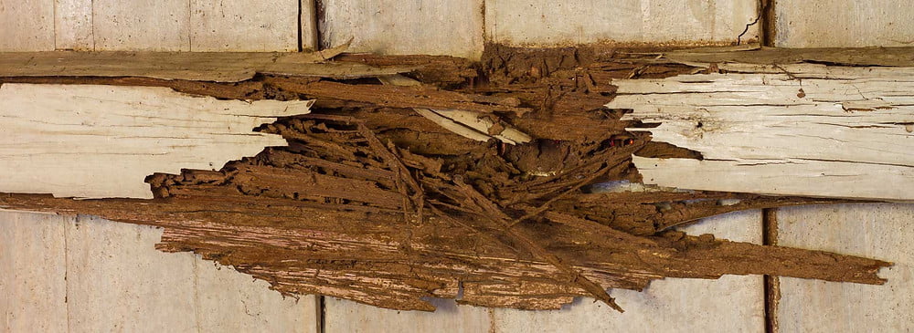 dry-and-wet-rot-banner-anke