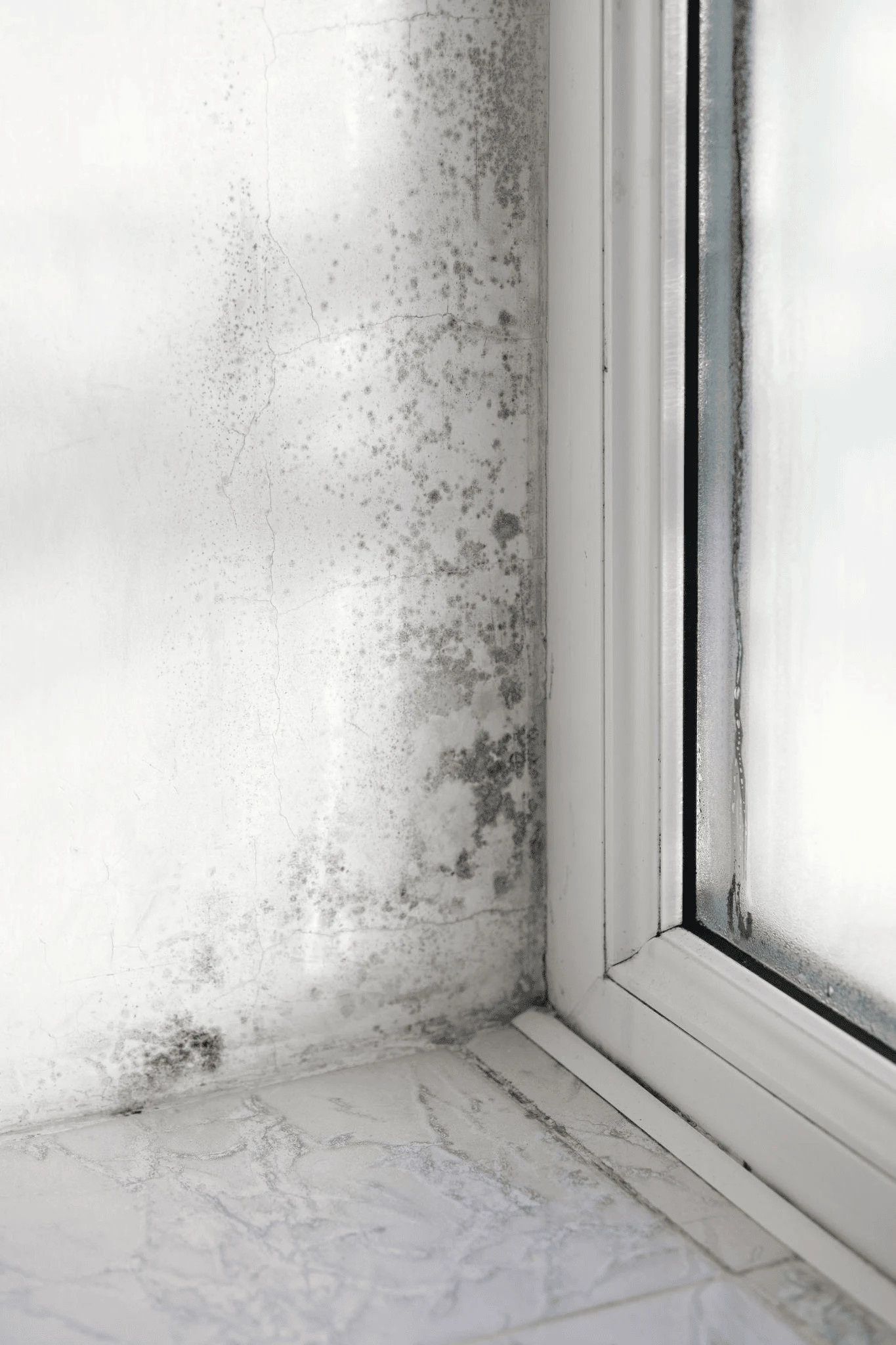 damp proofing watford